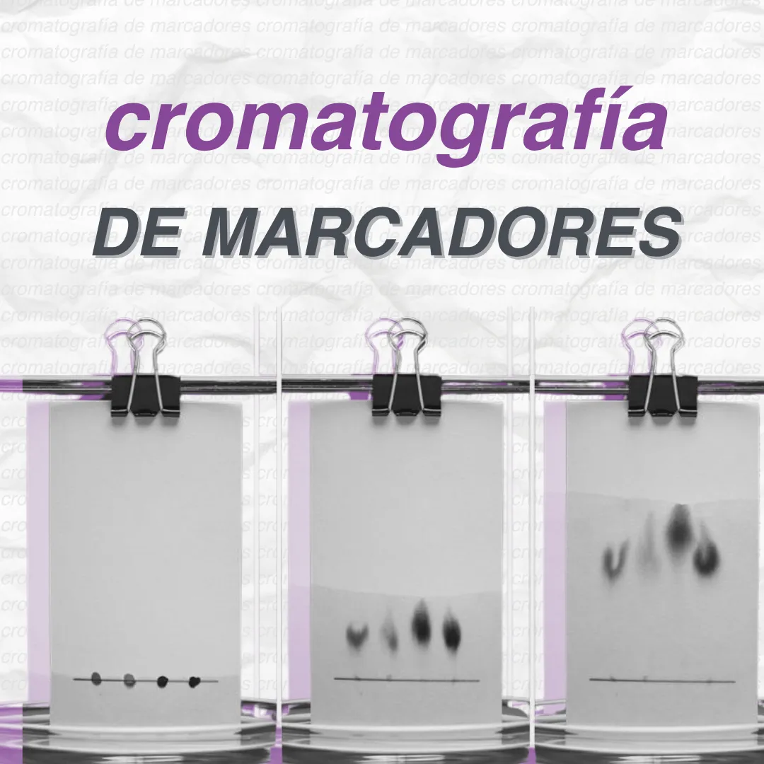 Sacbé — cromatografía de marcadores